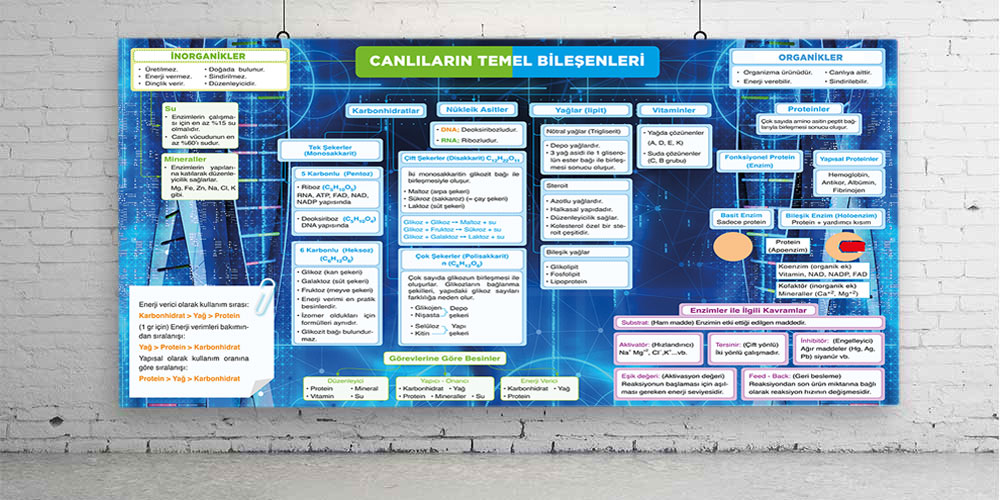 Canlıların%20temel%20bileşenleri