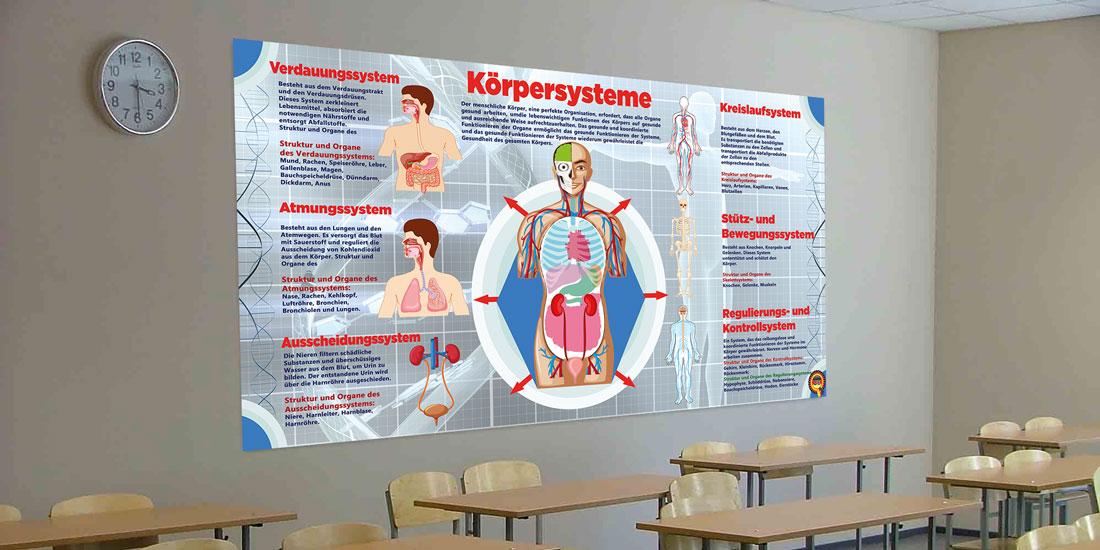 Körpersysteme poster, almanca eğitim posteri