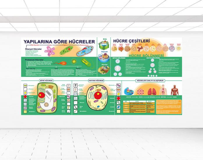 Hücre çeşitleri posteri tubitak bilim fuarı